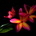 Digitized Sunset Plumerias 
