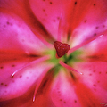 Heart of a Flower