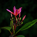 Red Plumeria