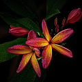 Sunset Plumerias in Bloom #2