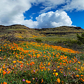 Arizona Landscape Flowers Near Duncan