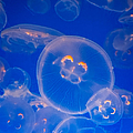 Jellyfish 