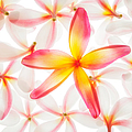 Plumerias in Bloom 2