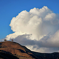 Two Trees at Ventura, California